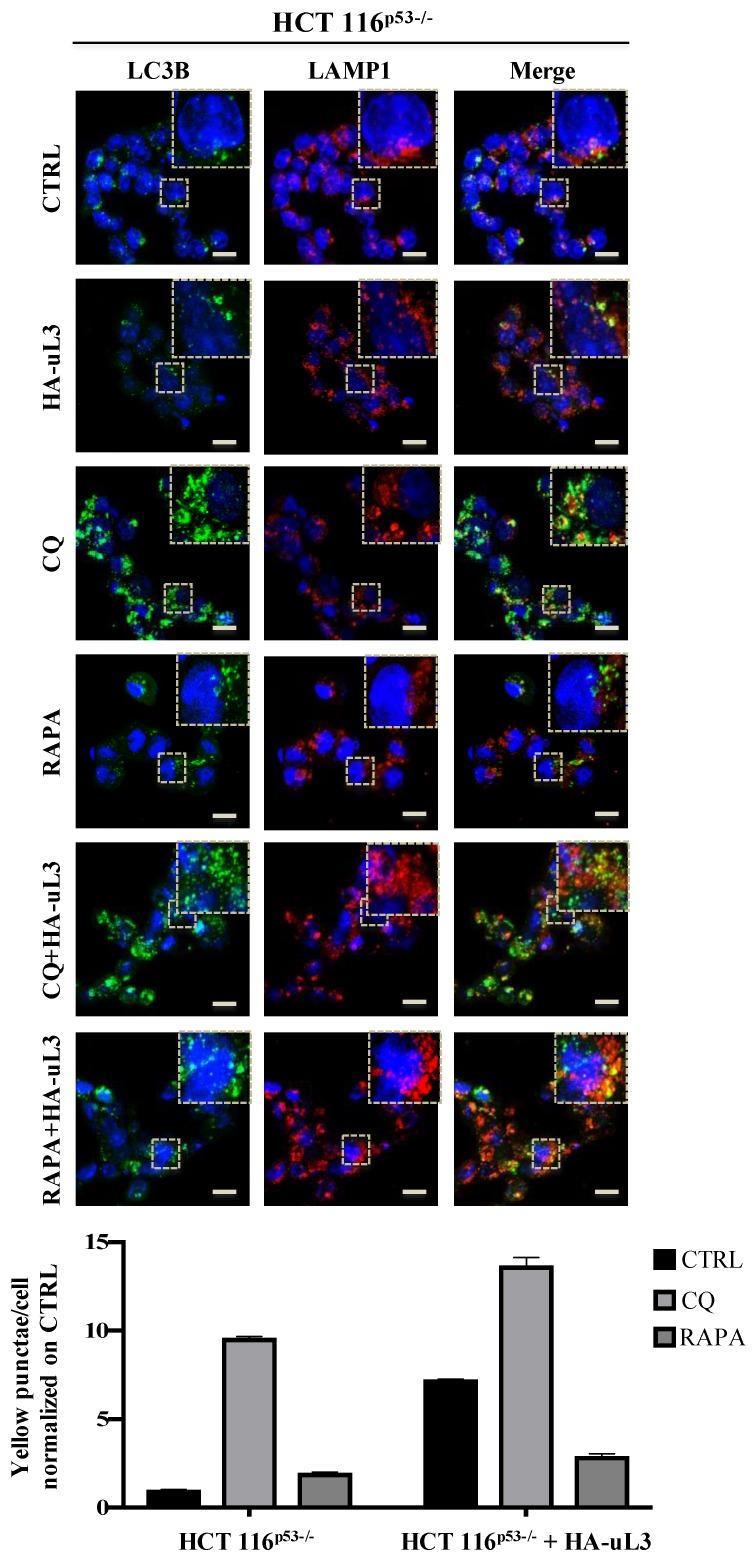https://cdn.ncbi.nlm.nih.gov/pmc/blobs/72dc/7139652/010e25c1c0b1/ijms-21-02143-g004.jpg