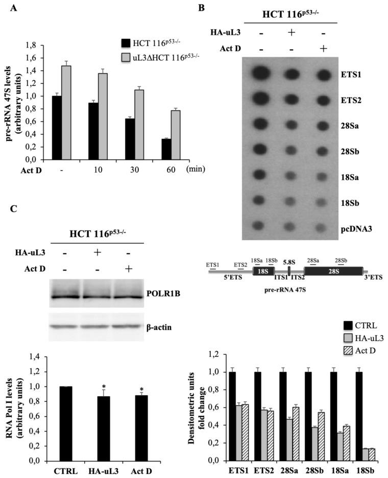 https://cdn.ncbi.nlm.nih.gov/pmc/blobs/72dc/7139652/16b47208cda0/ijms-21-02143-g002.jpg