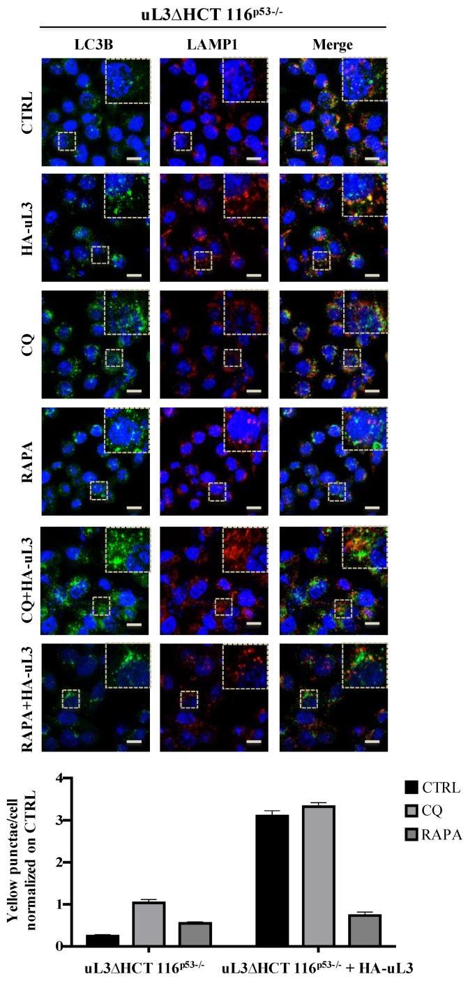 https://cdn.ncbi.nlm.nih.gov/pmc/blobs/72dc/7139652/5c154cdc1e2f/ijms-21-02143-g005.jpg
