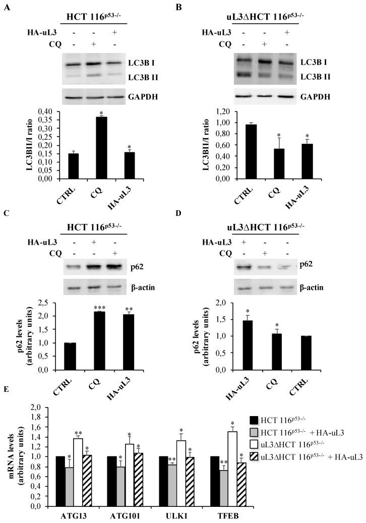 https://cdn.ncbi.nlm.nih.gov/pmc/blobs/72dc/7139652/70848037c08e/ijms-21-02143-g006.jpg