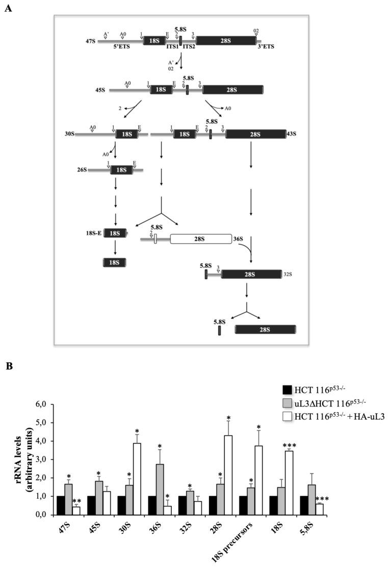 https://cdn.ncbi.nlm.nih.gov/pmc/blobs/72dc/7139652/76461440bac0/ijms-21-02143-g001.jpg