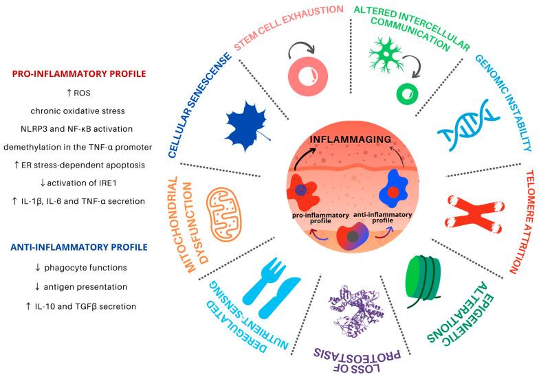 https://cdn.ncbi.nlm.nih.gov/pmc/blobs/72dc/8228751/32a376bb26fb/cells-10-01323-g001.jpg