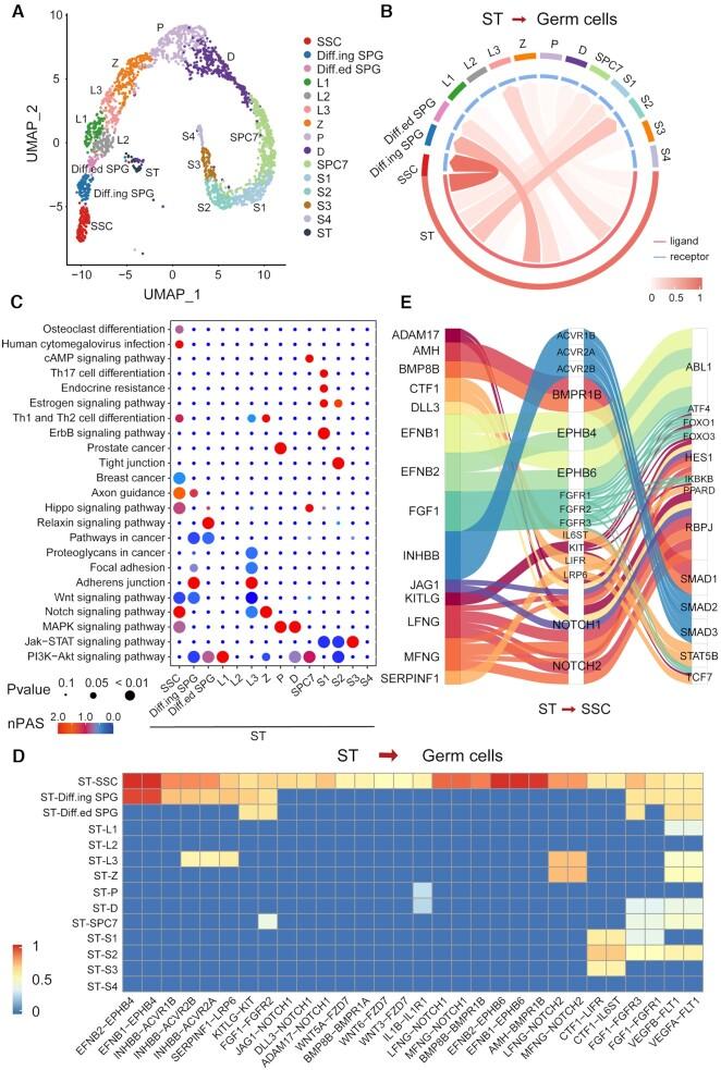 https://cdn.ncbi.nlm.nih.gov/pmc/blobs/72dc/8421219/96f82bf15743/gkab638fig2.jpg