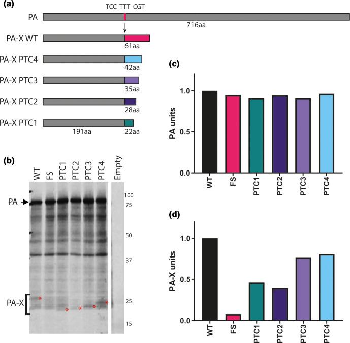 https://cdn.ncbi.nlm.nih.gov/pmc/blobs/72dd/8515854/4e87ebedabf4/jgv-102-1531-g001.jpg