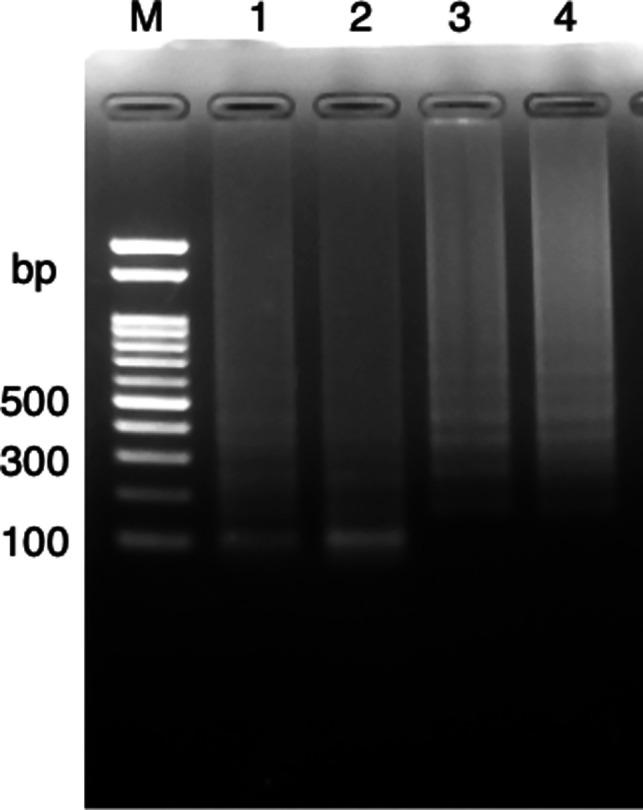 https://cdn.ncbi.nlm.nih.gov/pmc/blobs/72e0/12211018/eab7df9d493a/spectrum.02906-24.f004.jpg