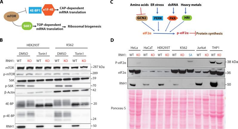 https://cdn.ncbi.nlm.nih.gov/pmc/blobs/72e5/11141627/ae78cd98d438/sciadv.adl0320-f4.jpg