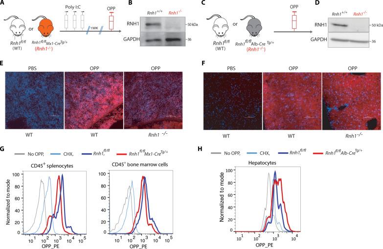 https://cdn.ncbi.nlm.nih.gov/pmc/blobs/72e5/11141627/af489941ceef/sciadv.adl0320-f2.jpg