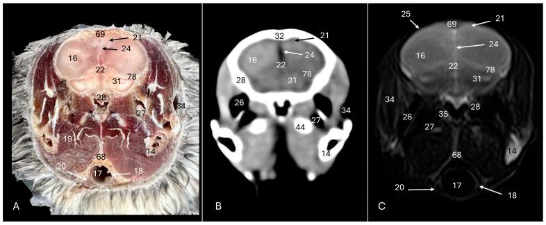 https://cdn.ncbi.nlm.nih.gov/pmc/blobs/72e5/11240689/c5367f9f79df/animals-14-01962-g004.jpg