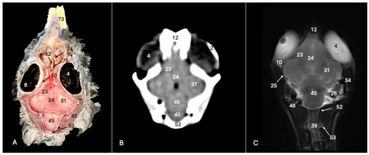 https://cdn.ncbi.nlm.nih.gov/pmc/blobs/72e5/11240689/fe7f64655526/animals-14-01962-g008.jpg