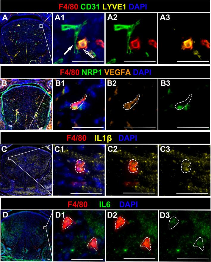 https://cdn.ncbi.nlm.nih.gov/pmc/blobs/72e6/12049047/49889c26ee5d/12903_2025_6059_Fig8_HTML.jpg