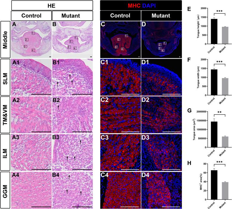 https://cdn.ncbi.nlm.nih.gov/pmc/blobs/72e6/12049047/79669ac5aac0/12903_2025_6059_Fig4_HTML.jpg