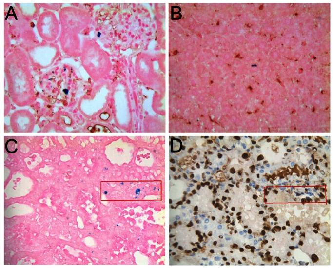 https://cdn.ncbi.nlm.nih.gov/pmc/blobs/72e9/3650042/3313ba4dacfe/pone.0062703.g007.jpg