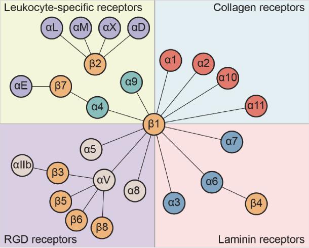 https://cdn.ncbi.nlm.nih.gov/pmc/blobs/72f1/11659783/65352c743f92/ABBS-2024-208-t1.jpg