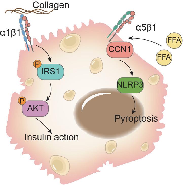 https://cdn.ncbi.nlm.nih.gov/pmc/blobs/72f1/11659783/71f7a32f7b66/ABBS-2024-208-t4.jpg