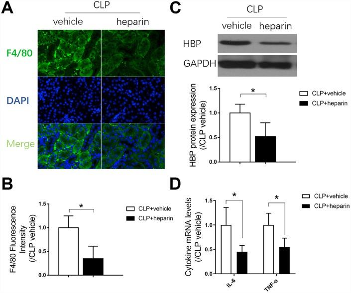 https://cdn.ncbi.nlm.nih.gov/pmc/blobs/72f3/6949055/0a67dba2b49d/aging-11-102542-g004.jpg