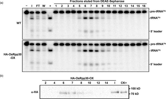https://cdn.ncbi.nlm.nih.gov/pmc/blobs/72f7/11385996/19c5c7859407/PBI-19-1988-g005.jpg