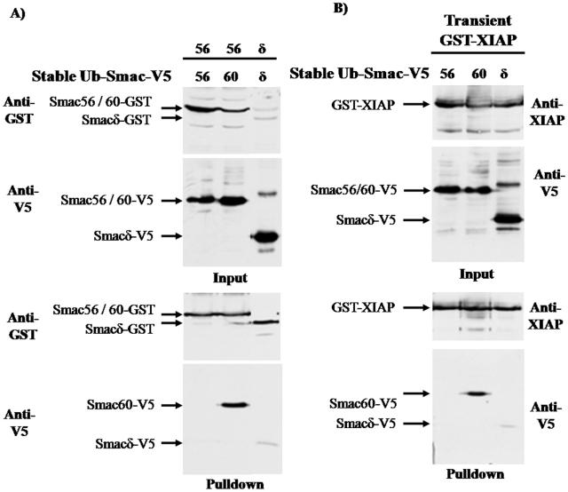 https://cdn.ncbi.nlm.nih.gov/pmc/blobs/72f7/2948501/023875ddf734/pone.0013094.g005.jpg