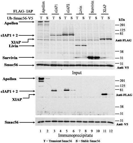 https://cdn.ncbi.nlm.nih.gov/pmc/blobs/72f7/2948501/09cc131c9396/pone.0013094.g008.jpg