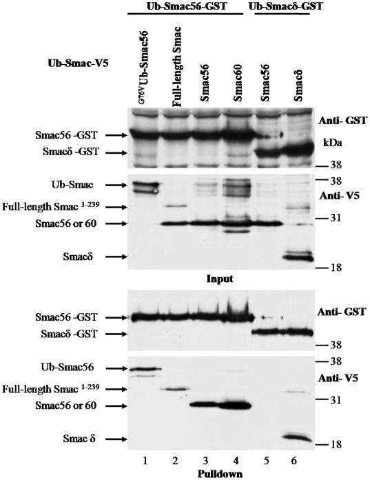 https://cdn.ncbi.nlm.nih.gov/pmc/blobs/72f7/2948501/7f1e570cd787/pone.0013094.g002.jpg
