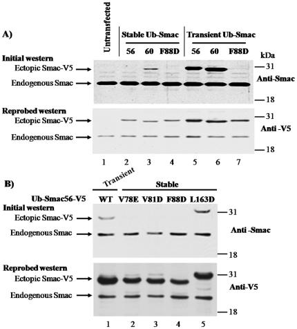 https://cdn.ncbi.nlm.nih.gov/pmc/blobs/72f7/2948501/89f8213a9420/pone.0013094.g007.jpg