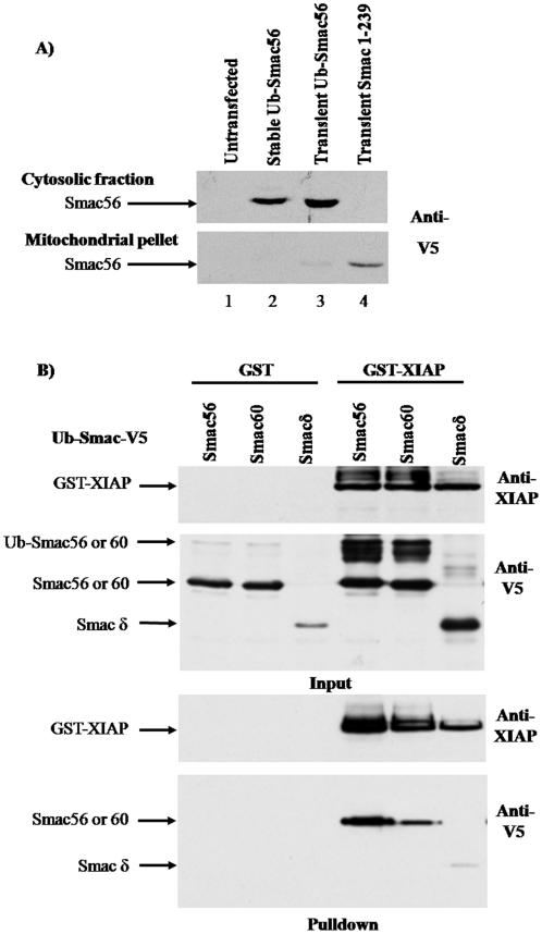https://cdn.ncbi.nlm.nih.gov/pmc/blobs/72f7/2948501/aa348f48c74b/pone.0013094.g001.jpg