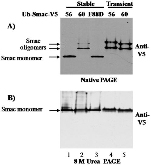https://cdn.ncbi.nlm.nih.gov/pmc/blobs/72f7/2948501/baf0ce4bd813/pone.0013094.g006.jpg