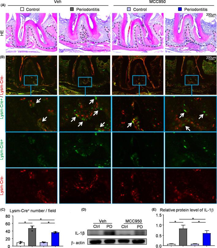 https://cdn.ncbi.nlm.nih.gov/pmc/blobs/72f7/7849172/074599ecc1f8/CPR-54-e12973-g004.jpg