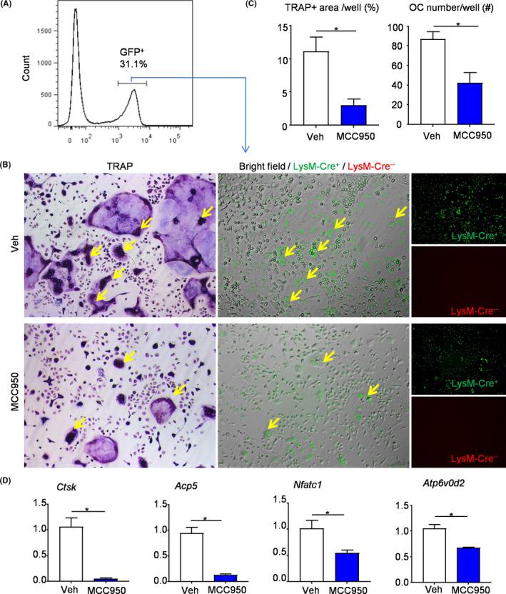 https://cdn.ncbi.nlm.nih.gov/pmc/blobs/72f7/7849172/2cb982817c15/CPR-54-e12973-g005.jpg