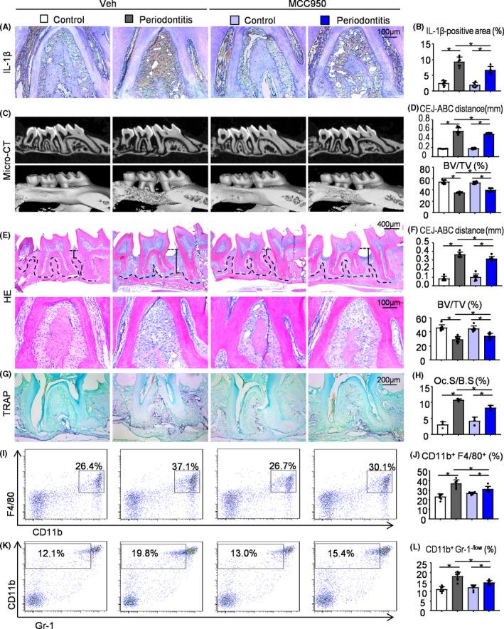 https://cdn.ncbi.nlm.nih.gov/pmc/blobs/72f7/7849172/76fdd3a0824b/CPR-54-e12973-g006.jpg