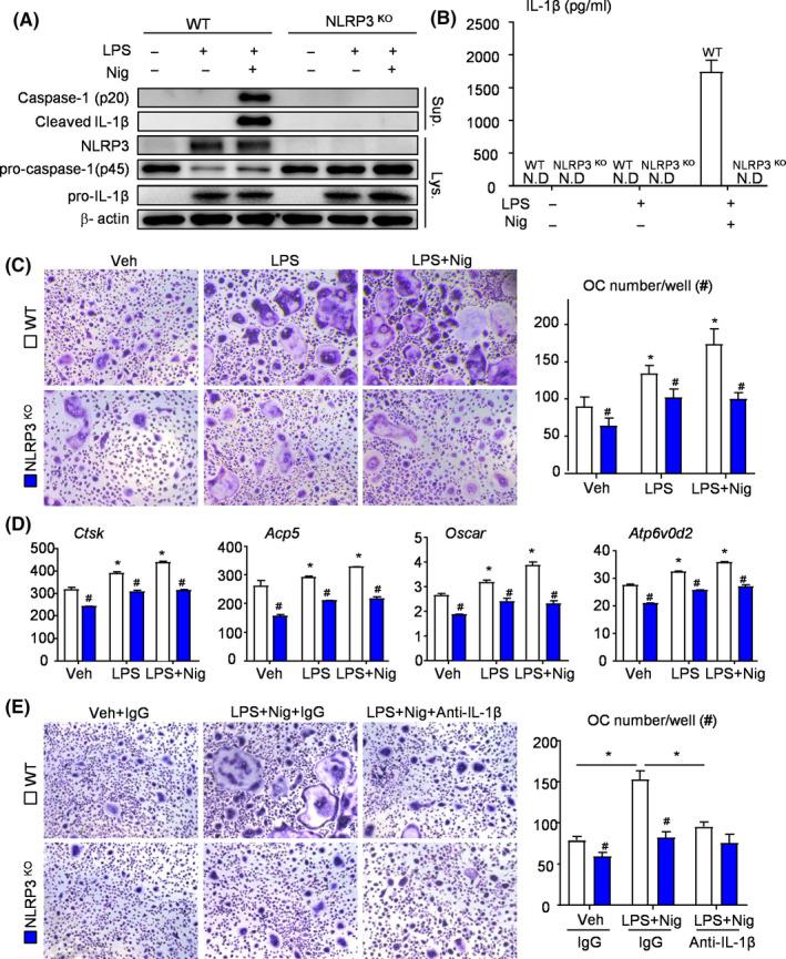https://cdn.ncbi.nlm.nih.gov/pmc/blobs/72f7/7849172/a02fc67aadeb/CPR-54-e12973-g002.jpg