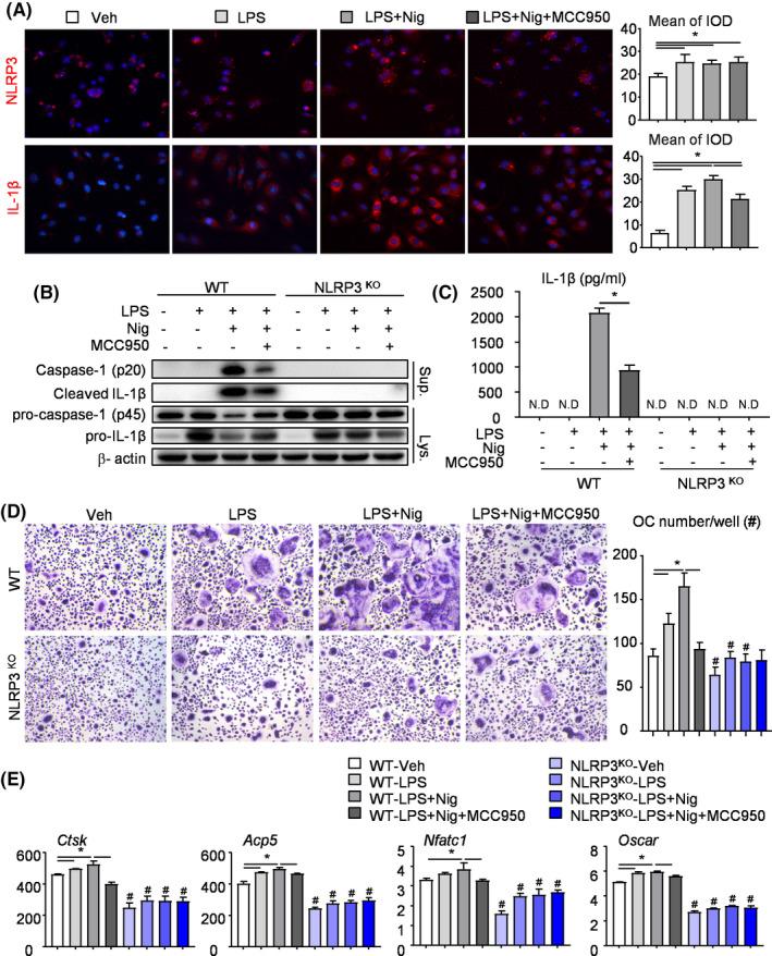 https://cdn.ncbi.nlm.nih.gov/pmc/blobs/72f7/7849172/aa3f9a1601ca/CPR-54-e12973-g003.jpg