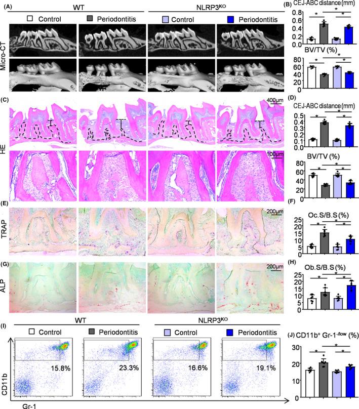 https://cdn.ncbi.nlm.nih.gov/pmc/blobs/72f7/7849172/b0996e97cad9/CPR-54-e12973-g001.jpg