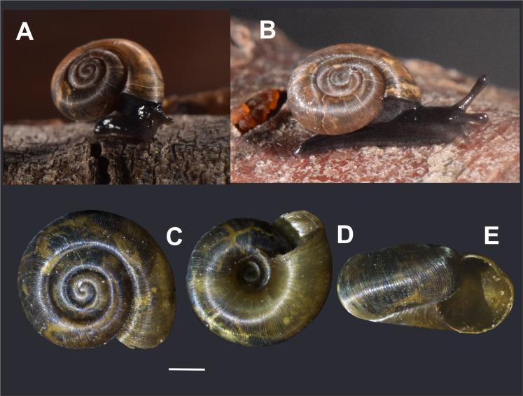 https://cdn.ncbi.nlm.nih.gov/pmc/blobs/72fa/8265385/012ce4126f89/peerj-09-11614-g002.jpg