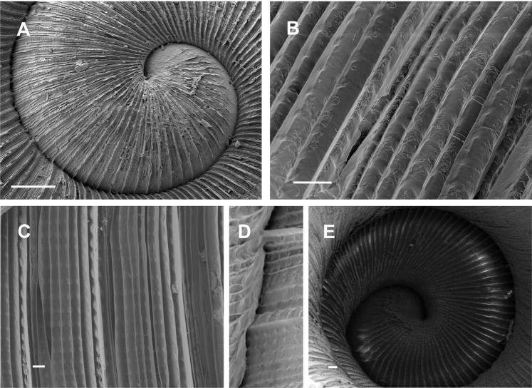 https://cdn.ncbi.nlm.nih.gov/pmc/blobs/72fa/8265385/51178bb344ce/peerj-09-11614-g003.jpg