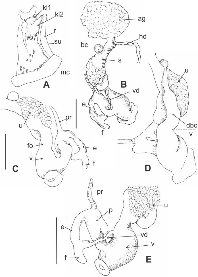 https://cdn.ncbi.nlm.nih.gov/pmc/blobs/72fa/8265385/ba0351348599/peerj-09-11614-g004.jpg