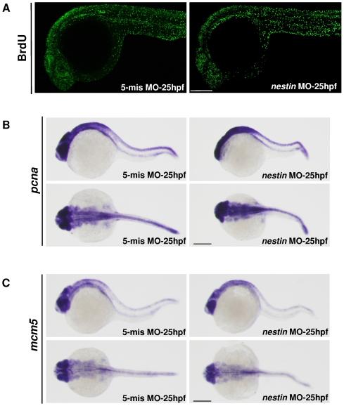 https://cdn.ncbi.nlm.nih.gov/pmc/blobs/72fd/2824827/5eb0ce2920f4/pone.0009318.g009.jpg