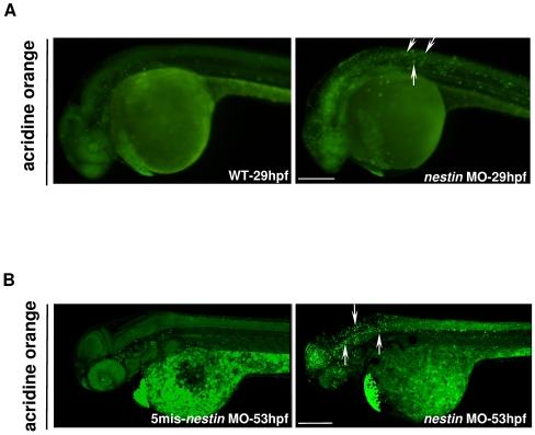 https://cdn.ncbi.nlm.nih.gov/pmc/blobs/72fd/2824827/ebf05820f1a1/pone.0009318.g007.jpg
