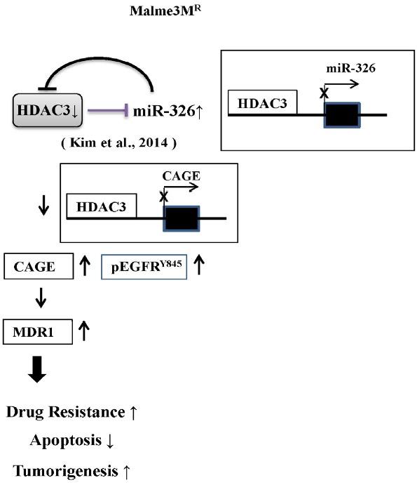https://cdn.ncbi.nlm.nih.gov/pmc/blobs/72fe/4794605/61598b7e910d/molce-39-3-229f10.jpg