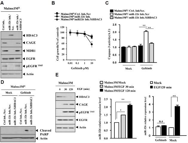 https://cdn.ncbi.nlm.nih.gov/pmc/blobs/72fe/4794605/91939ca271d3/molce-39-3-229f7.jpg