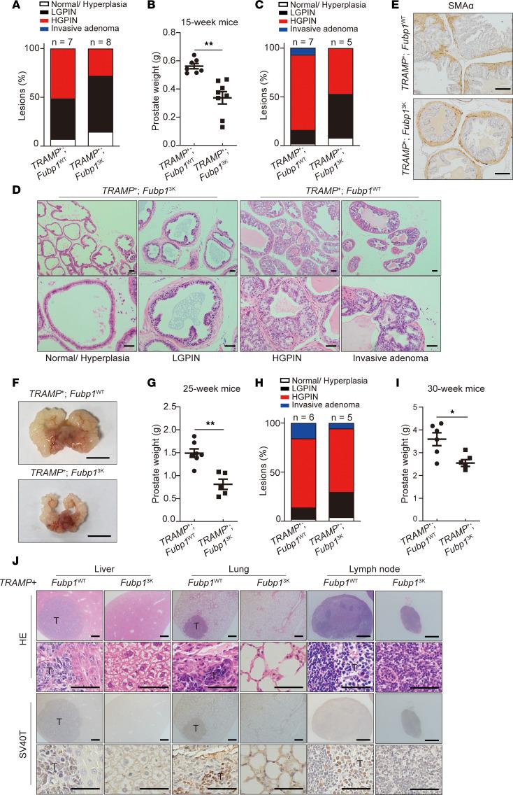 https://cdn.ncbi.nlm.nih.gov/pmc/blobs/7305/11405040/352272b3b148/jci-134-175023-g094.jpg