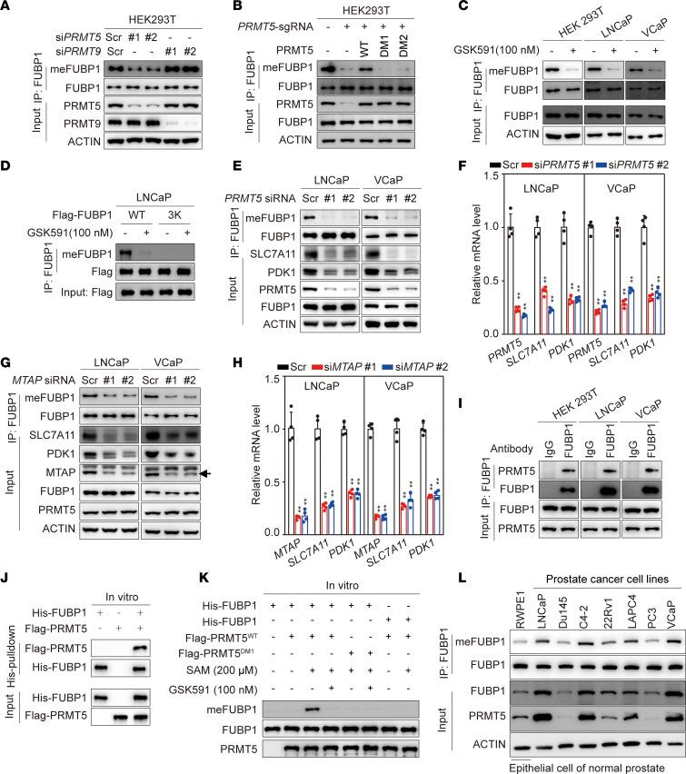 https://cdn.ncbi.nlm.nih.gov/pmc/blobs/7305/11405040/c2536d5630e7/jci-134-175023-g092.jpg