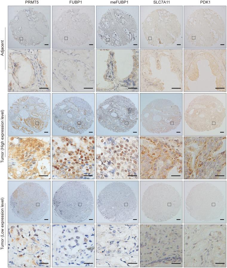 https://cdn.ncbi.nlm.nih.gov/pmc/blobs/7305/11405040/e8f6b2e06a11/jci-134-175023-g097.jpg