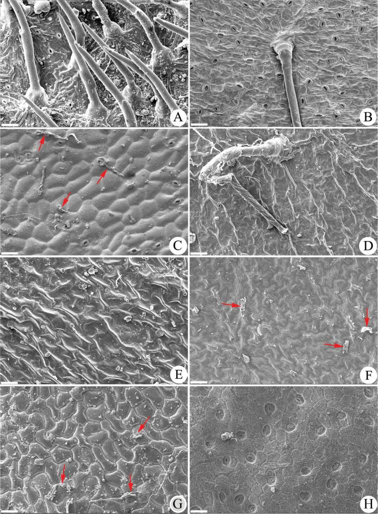 https://cdn.ncbi.nlm.nih.gov/pmc/blobs/7306/5904492/2494a2a803da/phytokeys-95-093-g001.jpg