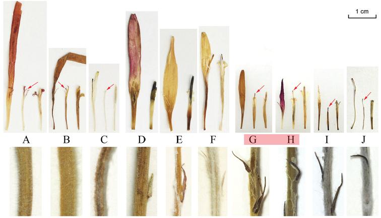 https://cdn.ncbi.nlm.nih.gov/pmc/blobs/7306/5904492/ba90e78a14df/phytokeys-95-093-g002.jpg