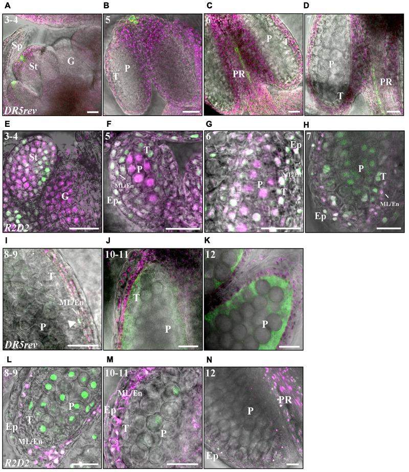 https://cdn.ncbi.nlm.nih.gov/pmc/blobs/7307/5817092/8ebd970a2a38/fpls-09-00150-g006.jpg