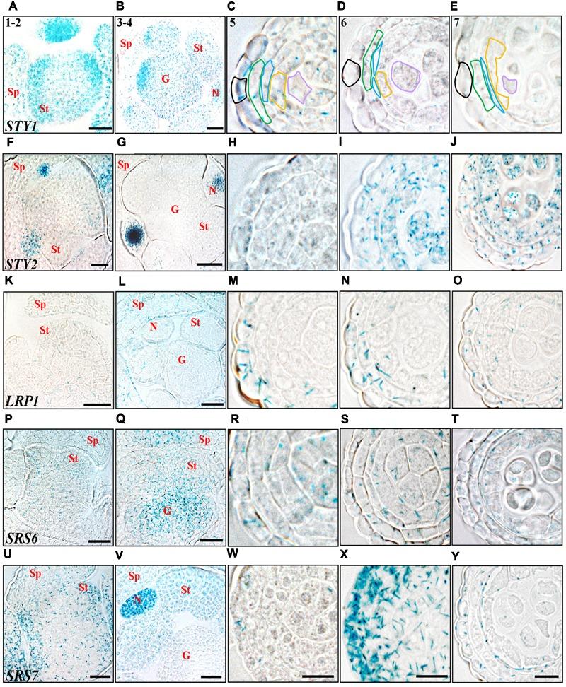 https://cdn.ncbi.nlm.nih.gov/pmc/blobs/7307/5817092/d14b662ae7dd/fpls-09-00150-g002.jpg
