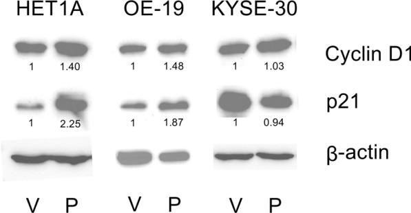 https://cdn.ncbi.nlm.nih.gov/pmc/blobs/7309/11297794/a8284e8f02d2/13148_2024_1700_Fig4_HTML.jpg