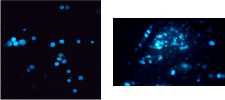 https://cdn.ncbi.nlm.nih.gov/pmc/blobs/730c/11436878/2bf6fce51f2b/41598_2024_71946_Fig10_HTML.jpg