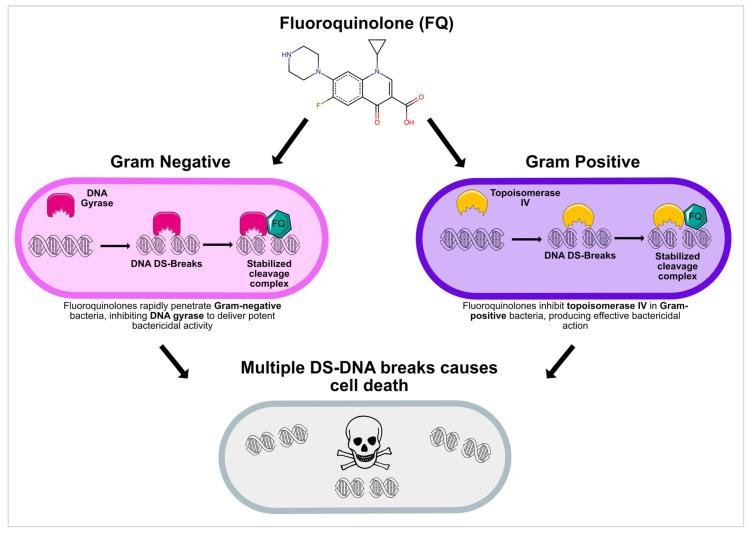 https://cdn.ncbi.nlm.nih.gov/pmc/blobs/730d/12196204/8cb67bbdf7f4/pharmaceuticals-18-00800-g001.jpg