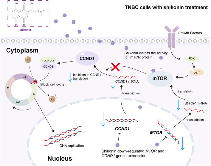 https://cdn.ncbi.nlm.nih.gov/pmc/blobs/730f/12425992/d193202f7bd7/fphar-16-1603093-g007.jpg